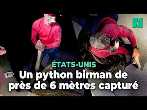 Un python birman de près de six mètres découvert en Floride, du jamais vu