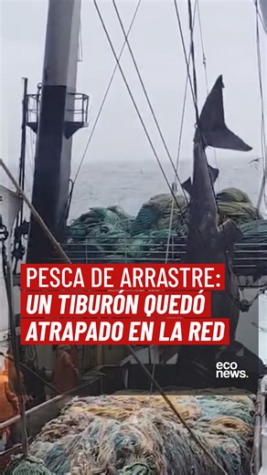 🦈 Alertan sobre las consecuencias de la pesca de arrastre. 🎣 En un video que se viralizó en redes sociales se ve a un tiburón peregrino atrapado en las redes. 📢 “Este no es un hecho aislado: es la consecuencia directa de la pesca de arrastre. El tiburón peregrino es una especie vulnerable, de crecimiento lento y recuperación limitada”, dijeron a EcoNews desde @sinazulnohayverde. 🦈 “Cuando un método no distingue lo que captura, las consecuencias no son accidentales: son estructurales. El mar 