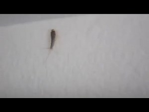 Silverfish Footage