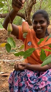Its Juicy Cashew fruit #agriculture #cashew #harvest | Hikayas of Sasha