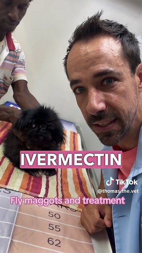 Treating fly maggots at home🪰 Hot and Wet areas. #veterinarian #treatment #maggot #dogs #cats #emergency