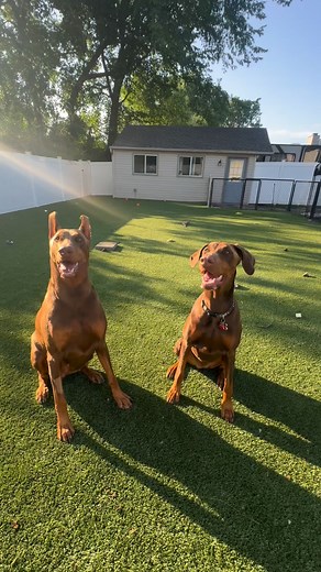 Ember and her beautiful daughter Maple during their visit earlier this year — two generations of love, loyalty, and that unmistakable Ember sparkle ✨🐾 #DobermanLegacy #EmberReign #FamilyTies #CampbellsFamilyDobermans | Campbell's Family Dobermans