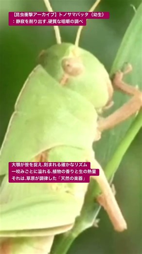 【昆虫衝撃アーカイブ】トノサマバッタ（幼生）：静寂を削り出す、硬質な咀嚼の調べ #4k #insects #昆虫図鑑 #昆虫観察 #昆虫撮影 #昆虫採集 #stagbeetle #undaze