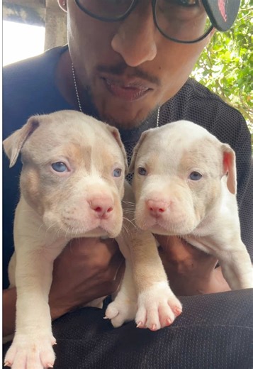 🌈🎨👨🏻‍🎨@Unleashed Muscular Bully Camp @House of dogs ceylon @Pechanko Bullz @Ceylon Bully Board - Sri Lanka @𝙎𝙖𝙣𝙙𝙪𝙣 𝙁𝙡𝙚𝙭𝙭 🦅 @Gaavi @I_sh_•Bo_y @ĤẸƳ𝐚η 𝕟ᗩ𝐍ⓐ¥𝓪Ҝ𝔨𝕒𝐫Ａ @Maleesha #viral #americanbullylovers #foryoupage #pechankobullies #americanbully