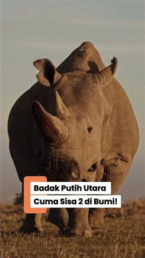 ONLY 2 LEFT ON EARTH! The Tragedy of the Northern White Rhinoceros' Extinction, Tightly Guarded b...