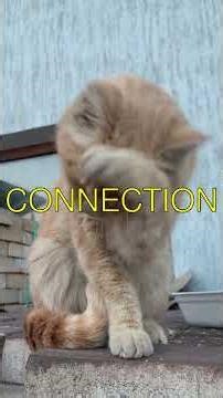 The Curious Case of Puss From Cats to Slang Have you ever wondered where the word puss...