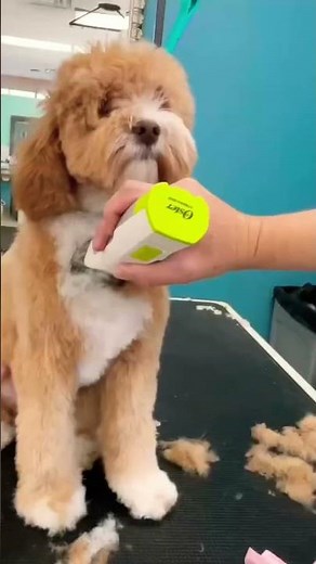 Cavapoo’s Adorable Grooming.✂️🐾