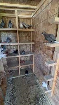 Releasing my homing Pigeons