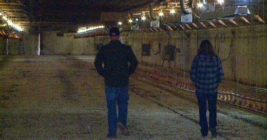 'They're going to lose everything': Poultry processor bankruptcy leaves Trempealeau County farmers stranded