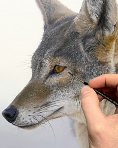MJS most recent animal lesson. Learn how to paint a Coyote 😊 www.michaeljamessmith.tv www.shopmichaeljamessmith.com #foryoupage #fyp #portrait #art #artwork #youtube #stilllife #painting #contemporaryart #painter #oilpainting | Michael James Smith