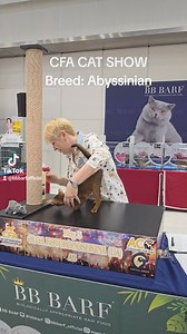 CFA Cat show Breed: Abyssinian | BB BARF