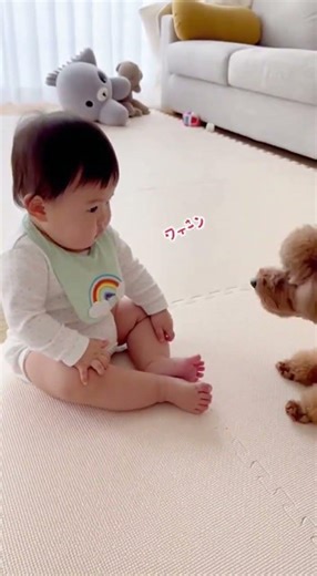 【爆笑】人生初、犬に本気で怒られてフリーズした赤ちゃん🐶👶[LOL] This Baby Was NOT Ready for a Toy Poodle’s Anger