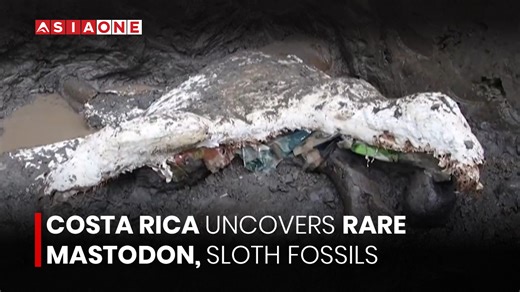12 reactions | Ancient Mastodon and Giant Sloth Fossils Discovered in Costa Rica | Asia One News #CostaRica #FossilDiscovery #Mastodon #Asiaone #Asiaonenews #EnglishNews | Asia One News | Facebook