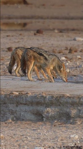 Jackal in Etosha, Namibia.