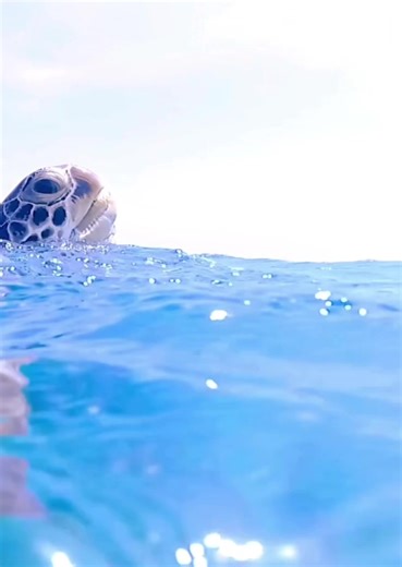Understanding Turtle Breathing and Ocean Conservation