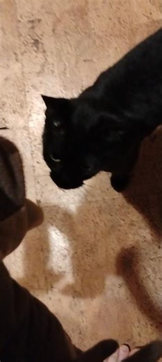 how does my #cat react to a #puppet trying to come at her #Stellavision