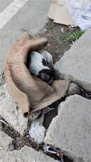thand lag gai 🥶🥶🥶🐕#dogloversdog #cutedogs #dogshorts