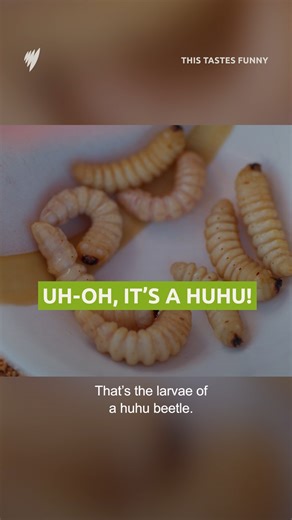 Have you ever had a huhu grub? 🐛 🪱 Stream This Tastes Funny with Iliza Shlesinger, on SBS On Demand. https://bit.ly/3O17bKd #huhu #tastesfunny | SBS Food