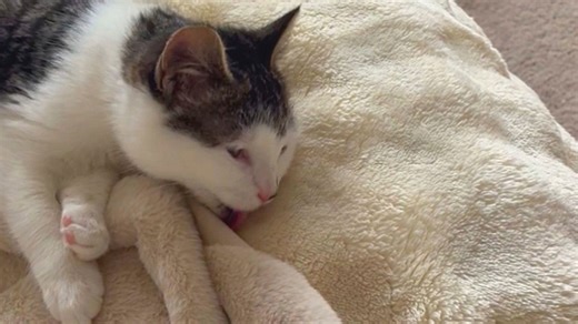 Fellpflege geht daneben: Katze putzt versehentlich Sofa