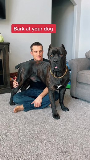 Breaking news: dad speaks dog! 📢 #draxthecorso #canecorso #dogsofttiktok #dog #barkingchallenge