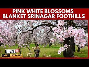 Tourists From Gujarat Praise Kashmir's Beauty, Weather And Hospitality | N18G | 4K Video