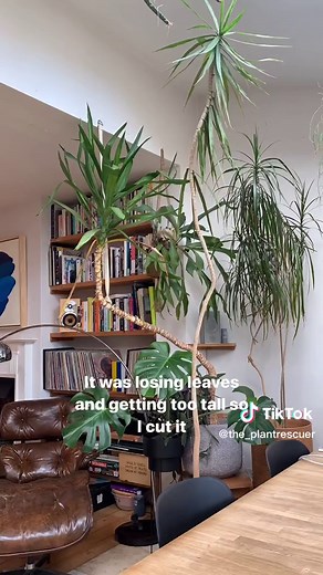 Pruning and Trimming Dracaena: Step-by-Step Guide
