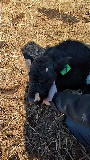 🐄 Meeting One of Our New Calves! | Belted Galloway Cattle