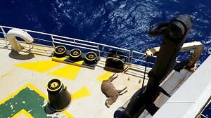 Des milliers de moutons transportés dans des conditions révoltantes dans un cargo en Australie | BFMTV