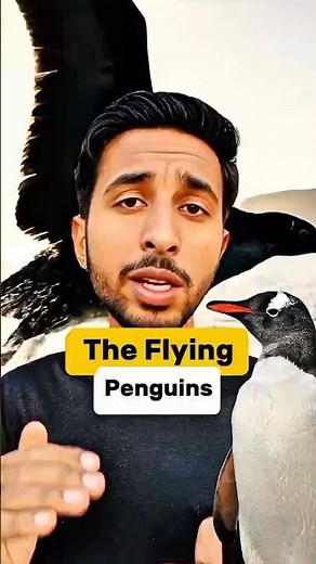 Ancient Penguins that Could Fly | Evolution of Penguins #penguin