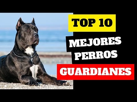 LAS 10 RAZAS DE PERROS GUARDIANES MÁS FIERAS Y PROTECTORAS