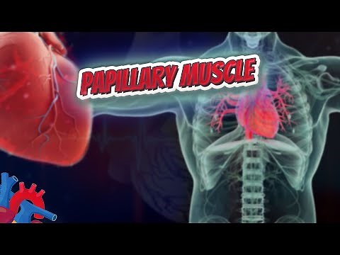 Papillary muscle - Human Heart and Cardiology ❤️❤️❤️🔊✅