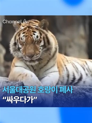 서울대공원 호랑이 폐사 소식