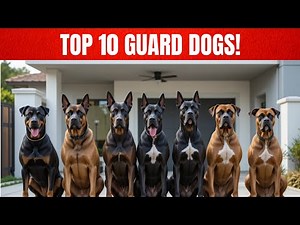 Best Security Dogs for Home Protection | Top 10 Guard Breeds
