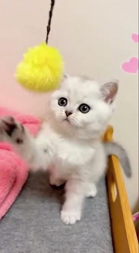 Fluffy White Kitten Plays With Pom-Pom Toy | Adorable Cute Moments 🐾💖
