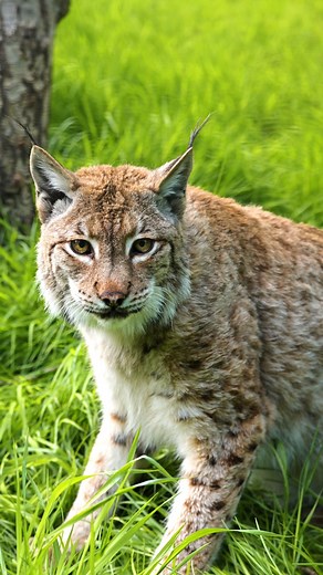 🎉 Happy 21st birthday Petra! 🎉 🧡 Send your birthday wishes in for our oldest cat below! #lynx #birthday #birthdaywishes #smallcat #native #cute | The Big Cat Sanctuary