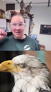 34K views · 1.4K reactions | Did you know that eagles have a nictitating membrane, a transparent eyelid, that helps protect and moisten their eyes? Here you can see some of our resident Bald Eagles, showing off their nictitating membrane. Nature is full of marvels! #BaldEagle #WildlifeWonders #EyeProtection | Alaska Raptor Center | Facebook