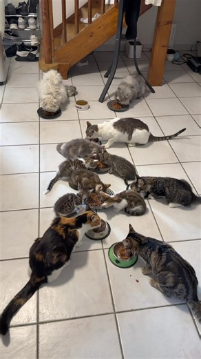Ma routine quotidienne pour nourrir 14 chats 😸 . Ça représente 480 boîtes de pâté par mois 😼. #chat #chaton #catlover #chatfou #chatdrole