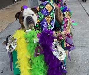 12K views · 689 reactions | These pups strutted their stuff through Asbury Park to celebrate Mardi Gras! 瑩‍了 Who’s ready to paw-ty?!  | NJ.com | Facebook