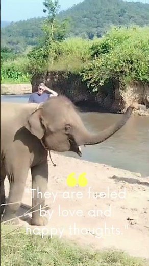 Happily Living Free 🐘💚 | Elephants at an Ethical Sanctuary in Chiang Mai #wildlifeconservation