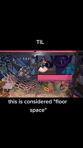 Essential Guide to Rat Care and Rescue