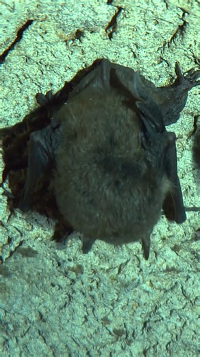 Bats are beneficial by controlling insect populations, pollination and being a crucial part of a cave ecosystem. Bats are often feared, but the benefits they provide should far outweigh our fear of them. (footage courtesy US Fish & Wildlife Service, National Conservation Training Center Creative Imagery) | Missouri Dept. of Conservation