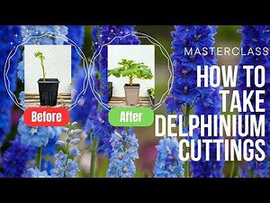 How to Propagate Delphiniums from Cuttings At Home | Easy Step-by-Step Guide (Using HONEY!)