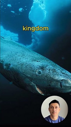 This Shark Is Pregnant for 3.5 Years!