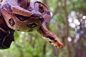 Terrifying! Man dies after being strangled by his 18-foot pet snake