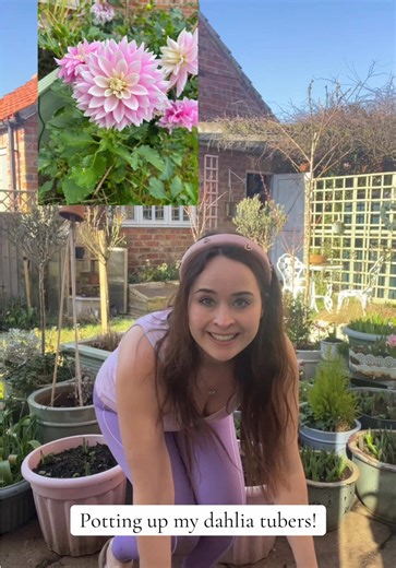 How to Pot Dahlia Tubers for Spring Gardening