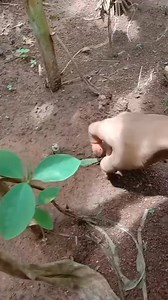 🐄 Cows Grazing in Organic Farms 🌿 #OrganicFarming #AnimalLove #GreenEnergy | Hardworking Farmers
