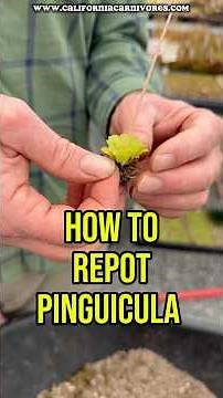 How to repot Pinguicula