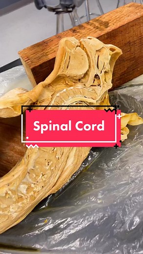 #ScienceClass #AnatomyClass #SpinalCord #AnatomyIsCool