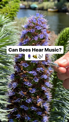 9K views · 1.4K reactions | Can bees hear music? Bees can’t hear in...