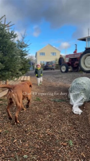 The cutest elf around in our opinion 🤩✨ We’re counting down the days till opening weekend! We are so ready to get the Christmas season started! 🎄 Please get in touch if you have any queries, and remember we can deliver too! #cowbridge #cowbridgechristmastreefarm #cardiff #christmastree #valeofglamorgan #christmastreefarm #christmas #elf | Cowbridge Christmas Tree Farm